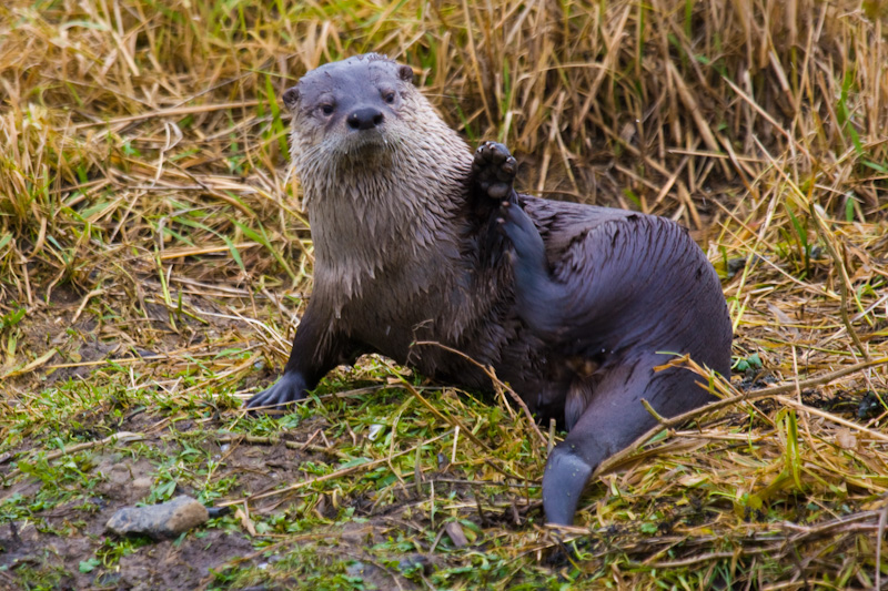 River Otter